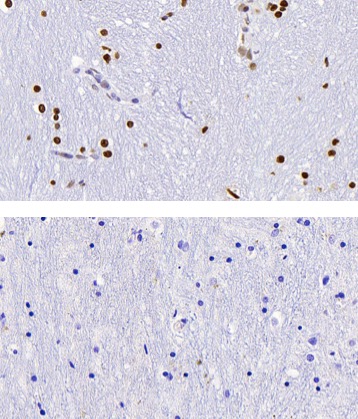 5-Hydroxymethylcytosine (5-hmC) antibody (pAb) tested by immunohistochemistry.