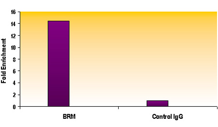 SMARCA2 / BRM antibody (mAb) tested by ChIP.