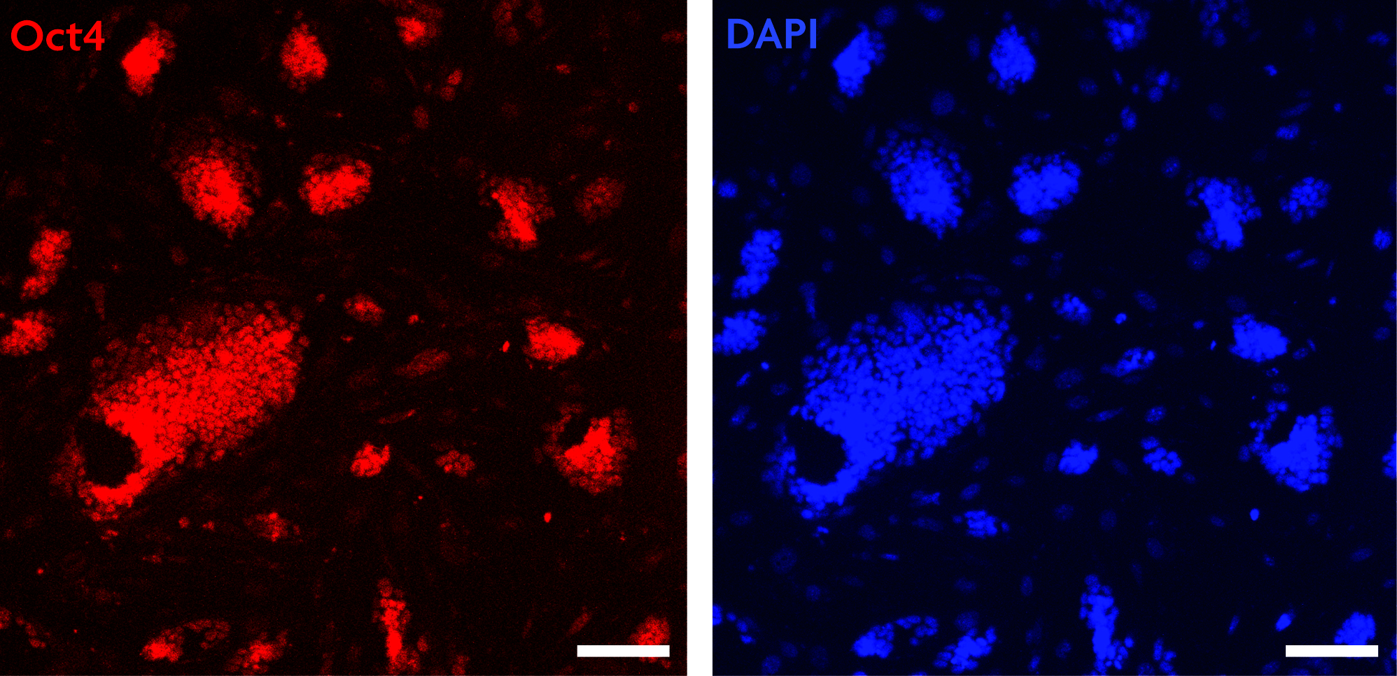 Oct-4 antibody (pAb) tested by immunofluorescence.