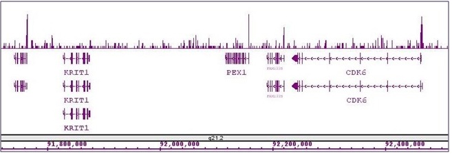 Sox2 antibody (pAb) tested by ChIP-Seq.