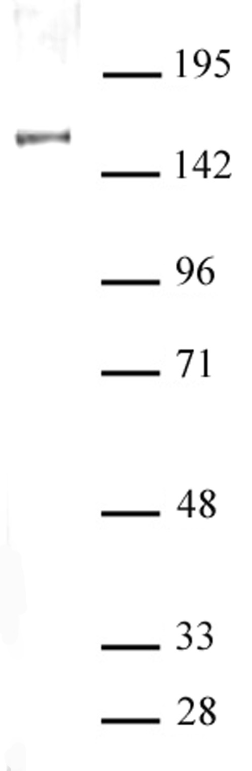 SIN3A antibody (pAb) tested by Western blot.