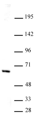 HDAC1 antibody (mAb) tested by Western blot.