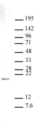 Histone H3K27me1 antibody (pAb) tested by Western blot.