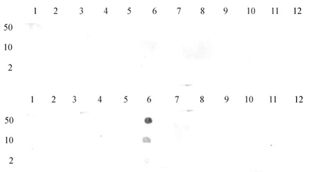 Histone H3K27me1 antibody (pAb) tested by dot blot analysis.