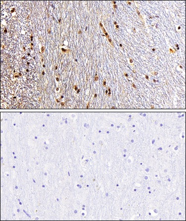 EZH2 antibody (pAb) tested by immunohistochemistry.