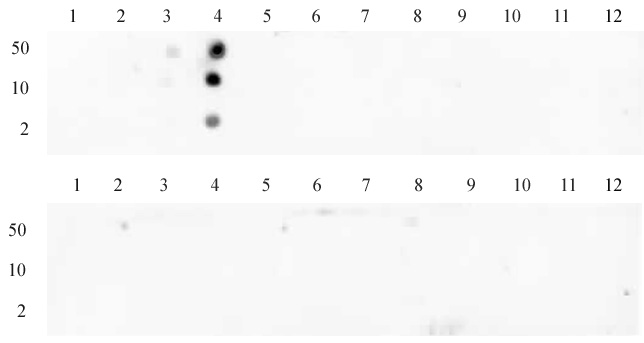 Histone H3K4me3 antibody (pAb) tested by dot blot analysis.