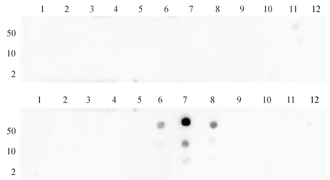 Histone H3K27me2 antibody (pAb) tested by dot blot analysis.