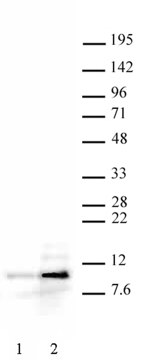 Histone H4ac (pan-acetyl) antibody (pAb) tested by Western blot.