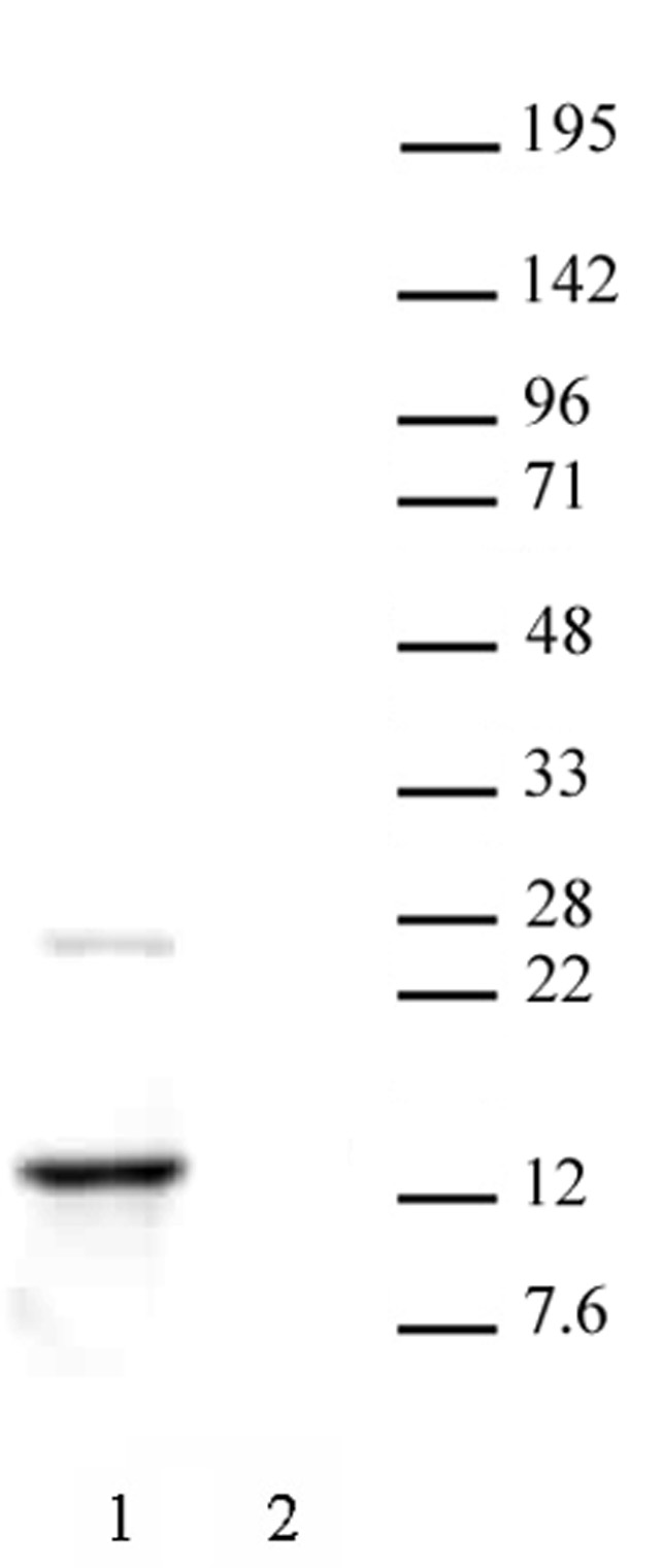 Histone H2A.Z antibody (pAb) tested by Western blot.