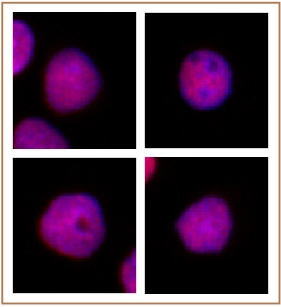 CAF-1 p60 antibody (mAb) tested by immunofluorescence.