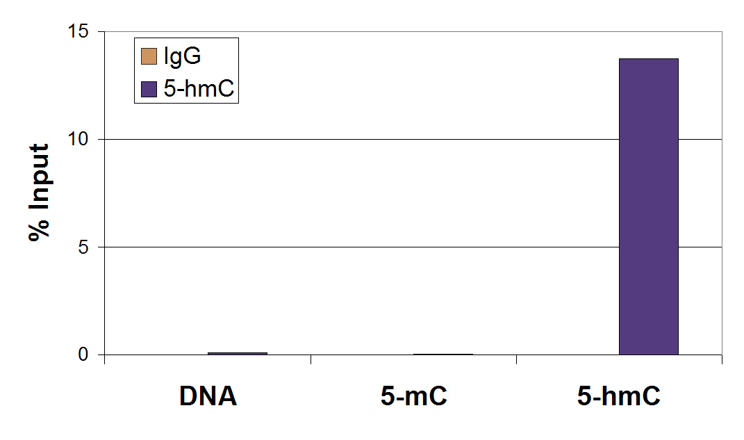 5-Hydroxymethylcytosine (5-hmC) antibody (mAb) tested by MeDIP analysis.