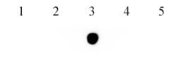 5-Hydroxymethylcytosine (5-hmC) antibody (mAb) tested by dot blot analysis.