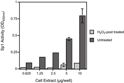MCF-7 nuclear extract (H2O2 post-treated)