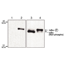 I&kappa;B&alpha; phospho Ser32,36 antibody (mAb) tested by Western blot.