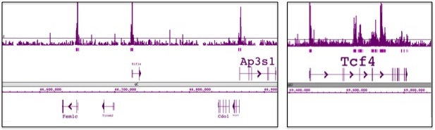HDAC1 antibody (pAb) tested by ChIP-chip.