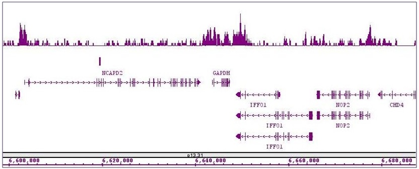 HDAC4 antibody (pAb) tested by ChIP-Seq.