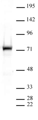 PRMT5 antibody (pAb) tested by Western blot.