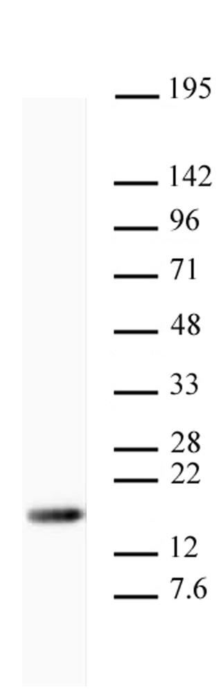 Histone H3K9me3 antibody (mAb) tested by Western blot.