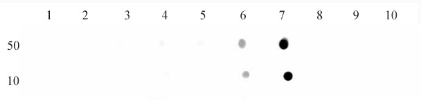 Histone H3K9me3 antibody (mAb) tested by dot blot analysis.