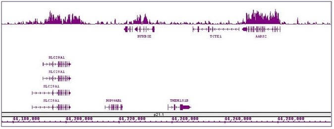 Histone H3K27me1 antibody (mAb) tested by ChIP-Seq.