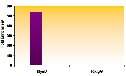 Histone H3K27me1 antibody (mAb) tested by ChIP.