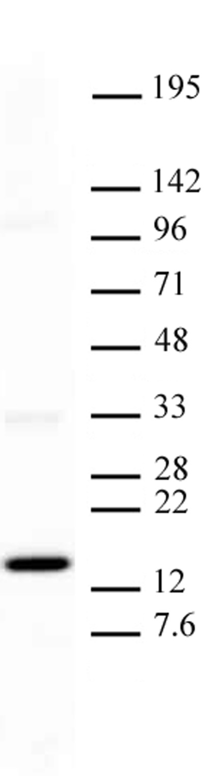 Histone H3K27me1 antibody (mAb) tested by Western blot.