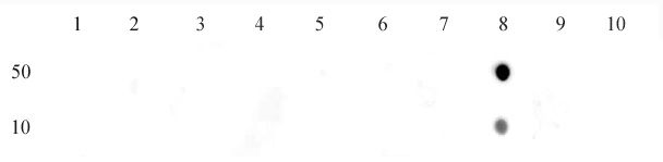 Histone H3K27me1 antibody (mAb) tested by dot blot analysis.