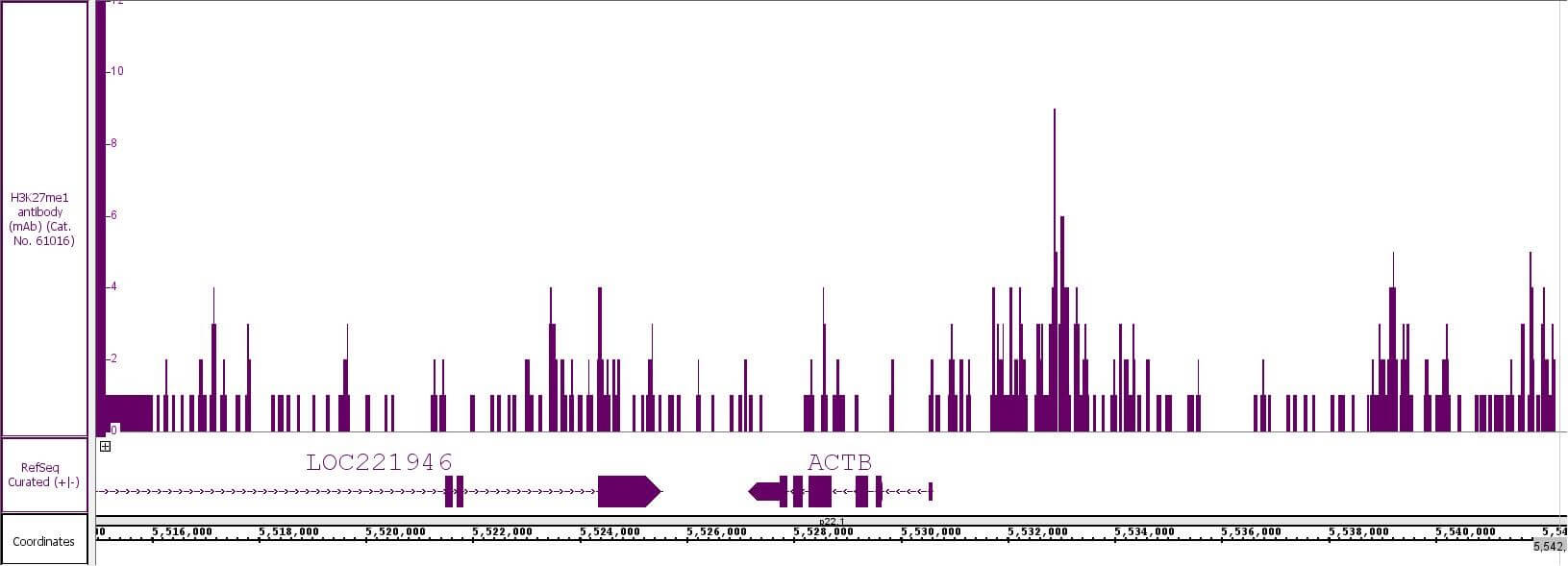 Histone H3K27me1 antibody (mAb) tested by CUT&Tag.