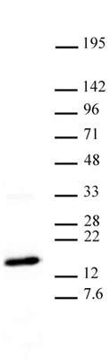 Histone H3K27me3 antibody (mAb) tested by Western blot.
