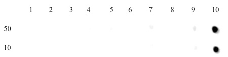 Histone H3K27me3 antibody (mAb) tested by dot blot analysis.