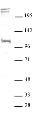 BLIMP1 / PRDM1 antibody (pAb) tested by Western blot.