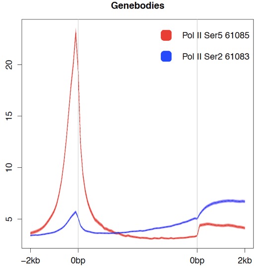 RNA pol II CTD phospho Ser2 antibody (mAb) tested by ChIP-Seq.