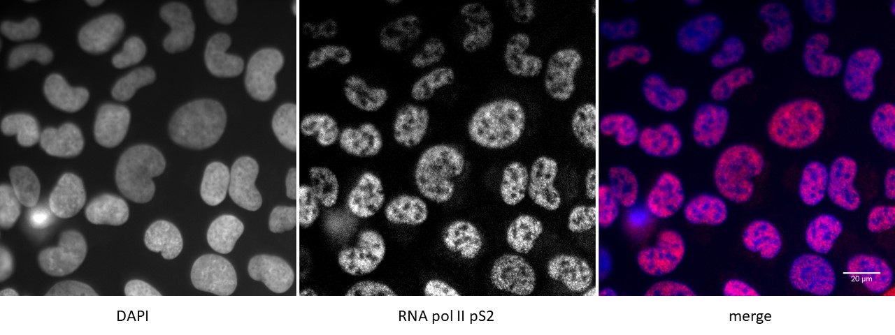 RNA pol II CTD phospho Ser2 antibody (mAb) tested by immunofluorescence.