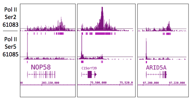 RNA pol II CTD phospho Ser5 antibody (mAb) tested by ChIP-Seq.