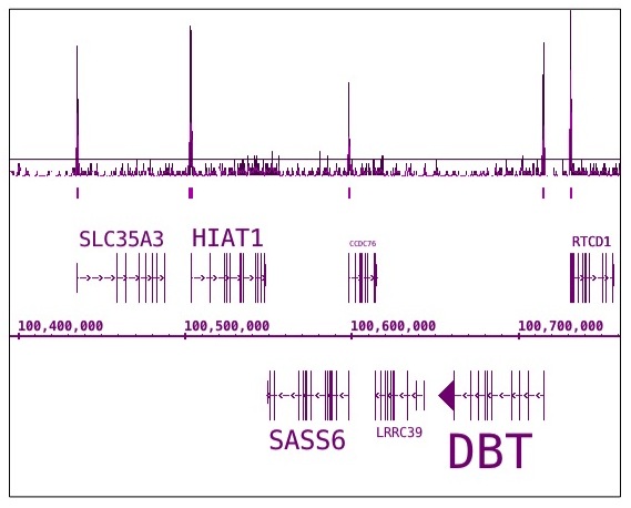 RNA pol II CTD phospho Ser7 antibody (mAb) tested by ChIP-Seq.