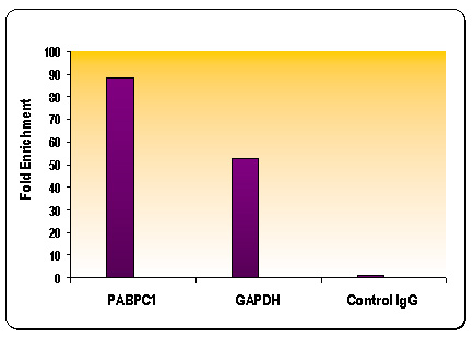 Histone H4K8ac antibody (pAb) tested by ChIP.