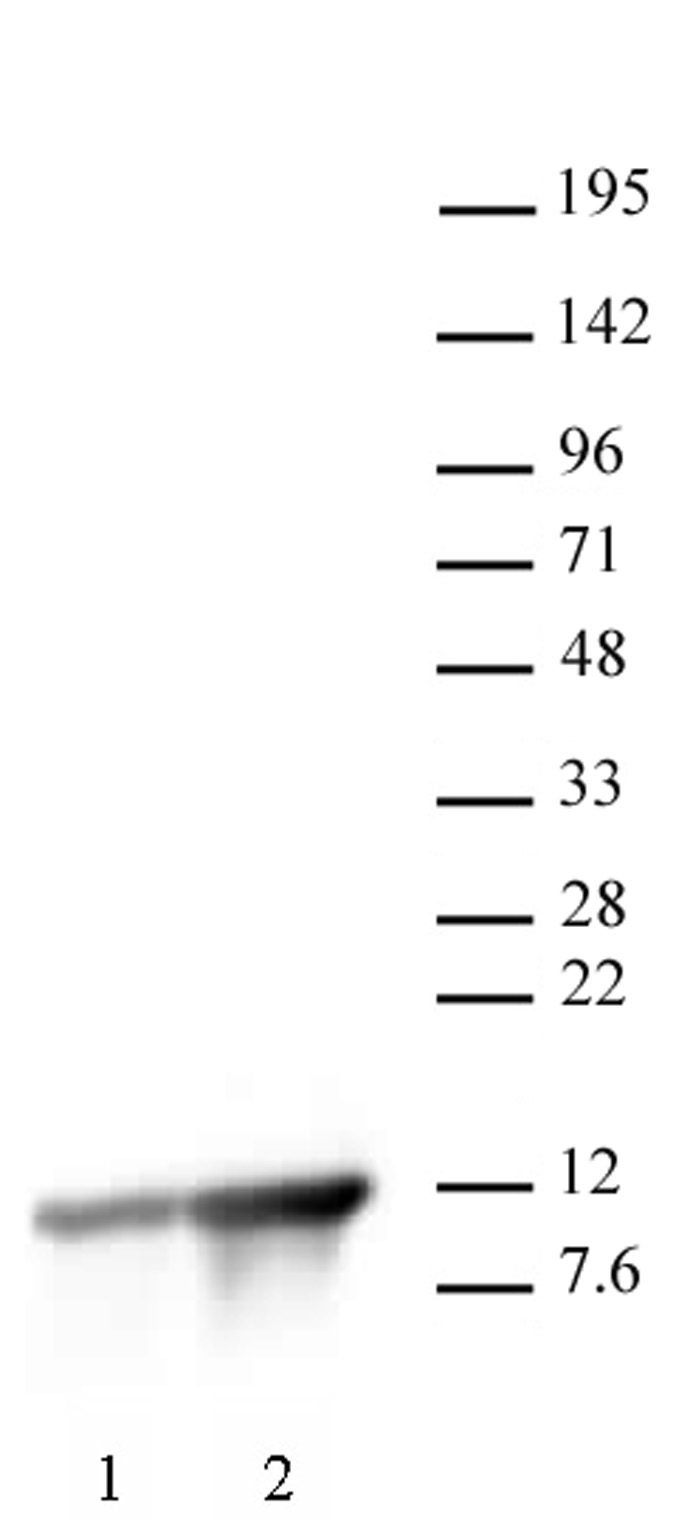 Histone H4K8ac antibody (pAb) tested by Western blot.