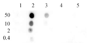 Histone H4K8ac antibody (pAb) tested by dot blot analysis.