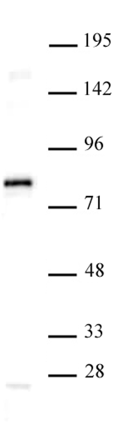 TCF7L1 / TCF3 antibody (pAb) tested by Western blot.