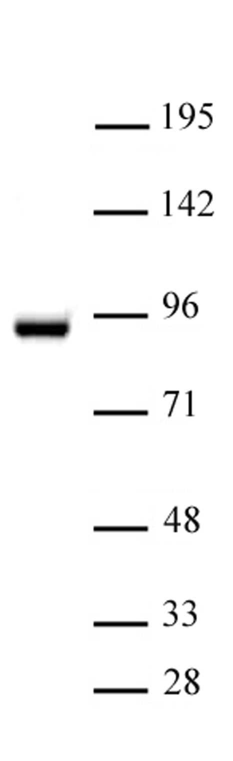 STAT5A antibody (pAb) tested by Western blot.