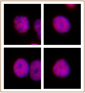 HNF4A antibody (pAb) tested by immunofluorescence.
