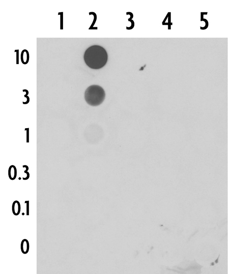5-Formylcytosine (5-fC) antibody (pAb) tested by dot blot analysis.