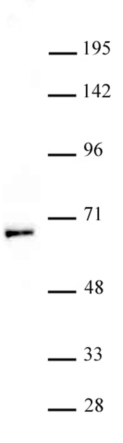 MOF / MYST1 antibody (pAb) tested by Western blot.