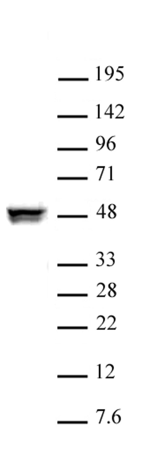 CTBP2 antibody (pAb) tested by Western blot.