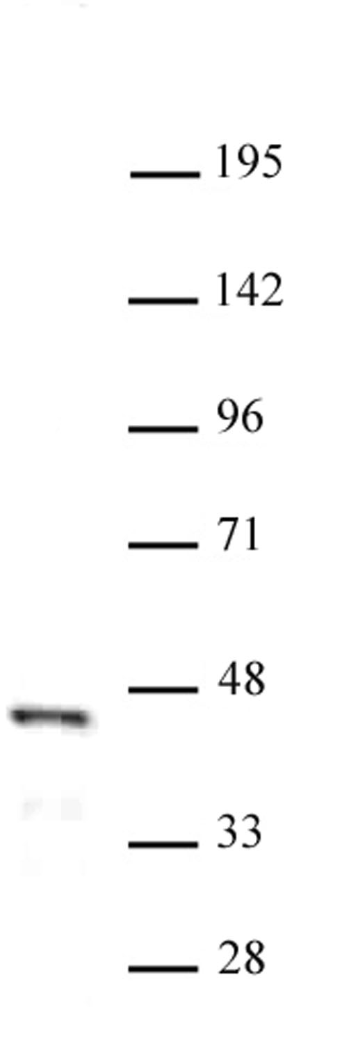 FOXL2 antibody (pAb) tested by Western blot.