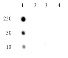 RNA Pol II CTD phospho Thr4 antibody (pAb) tested by dot blot analysis.