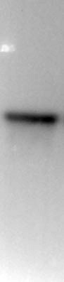 Histone H3S28ph antibody (mAb) tested by Western blot.