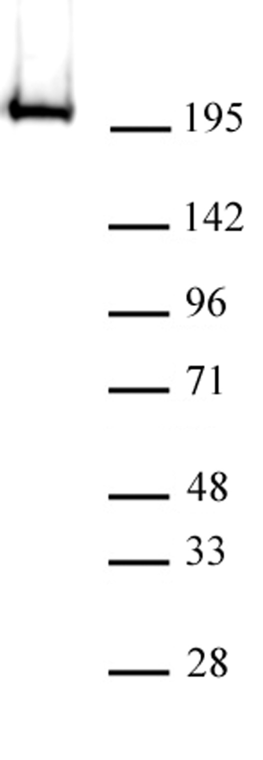 RNA pol II CTD phospho Thr4 antibody (mAb) tested by Western blot.