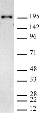 RNA pol II CTD phospho Tyr1 antibody (mAb) tested by Western blot.