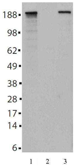 Tet2 antibody (mAb) tested by Western blot.